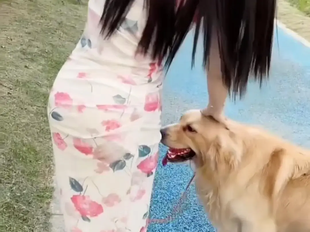 《抖音香香公主与爱犬金毛》完整版在线免费观看-科普视频网盘资源免费领取-抖音香香公主与爱犬金毛直播回放全集